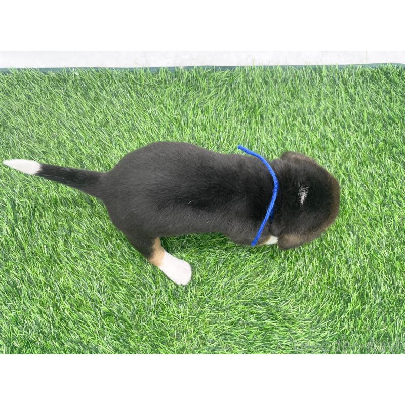 販売中の愛知県のビーグル-450296の4枚目