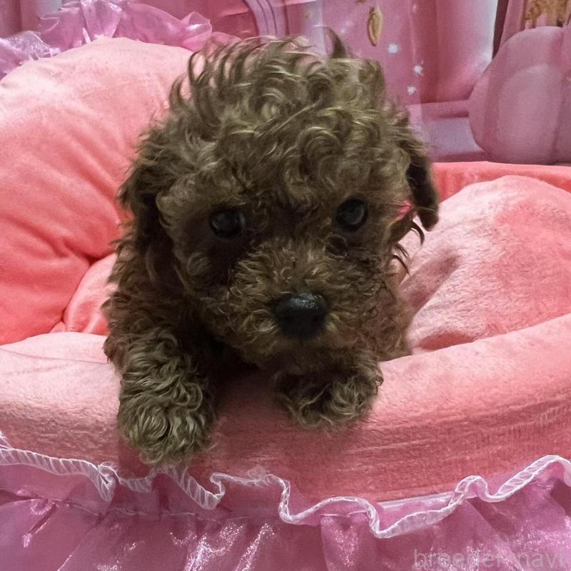 販売中の佐賀県のトイプードル-450297の1枚目