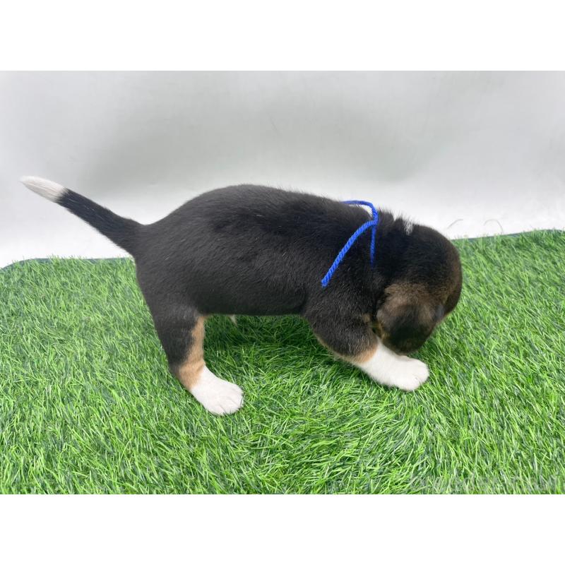 販売中の愛知県のビーグル-450296の3枚目