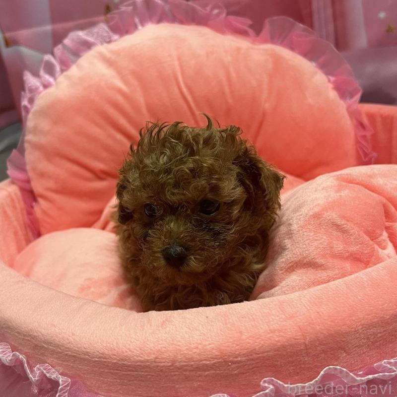 販売中の佐賀県のトイプードル-450297の6枚目