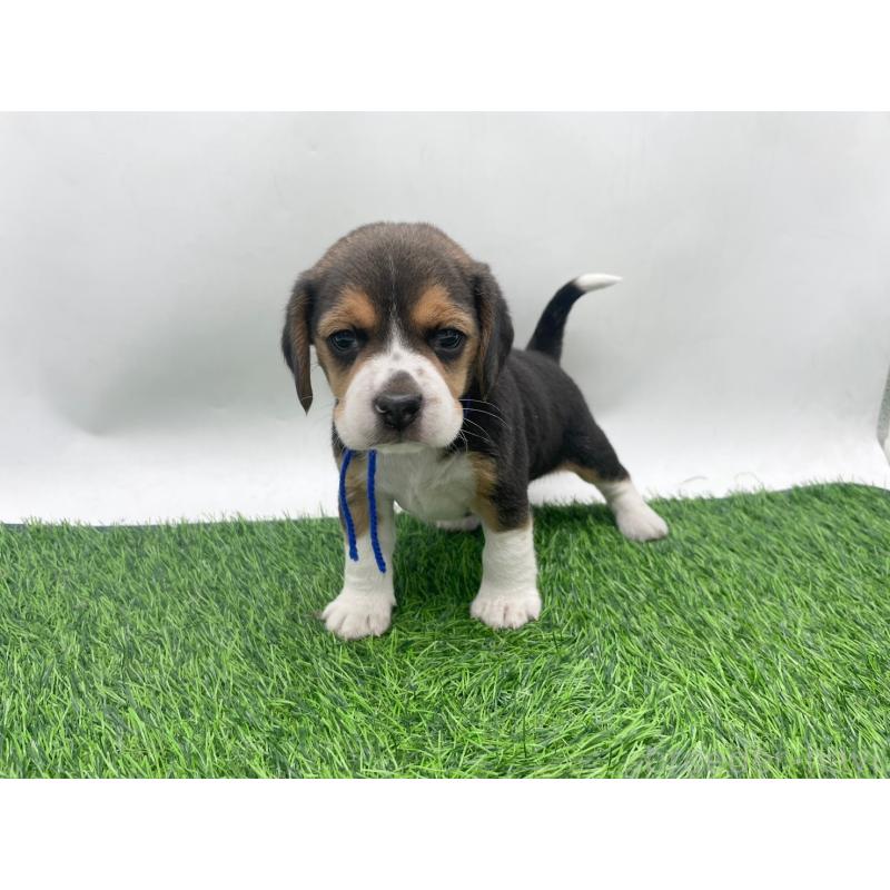 販売中の愛知県のビーグル-450296の2枚目