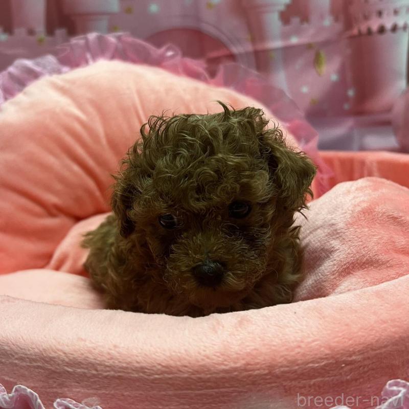 販売中の佐賀県のトイプードル-450297の5枚目