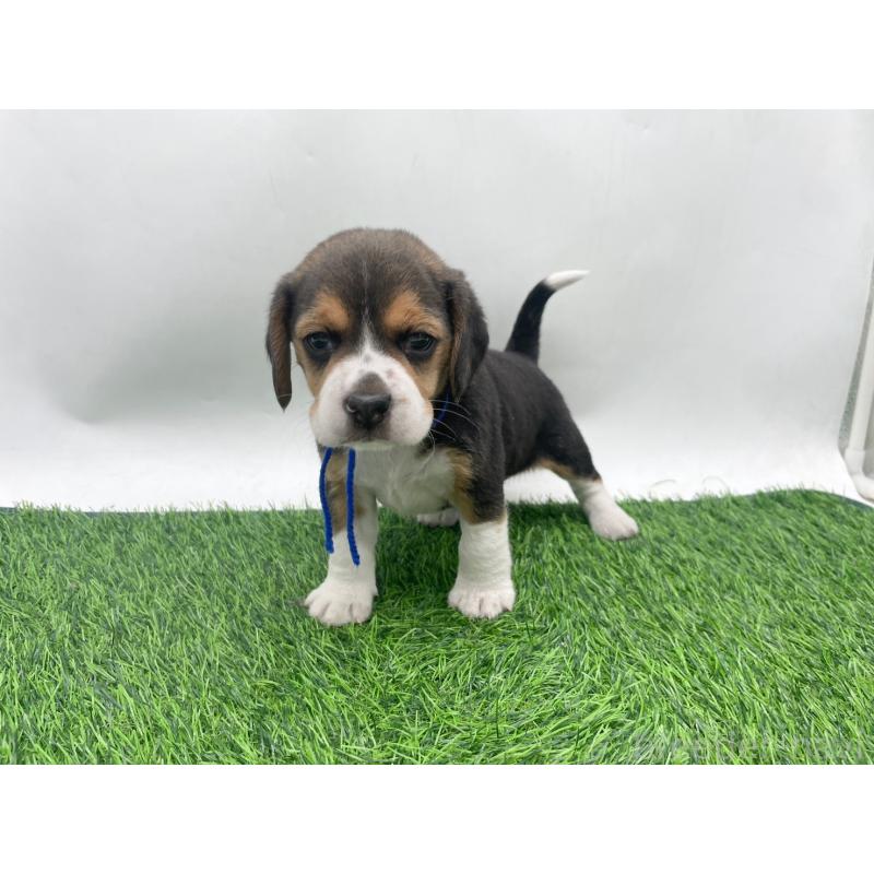 販売中の愛知県のビーグル-450296