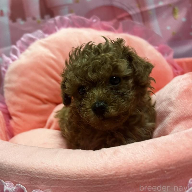 販売中の佐賀県のトイプードル-450297の4枚目