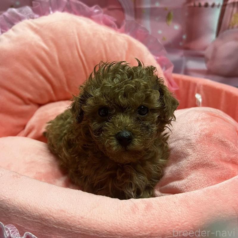 販売中の佐賀県のトイプードル-450297の3枚目