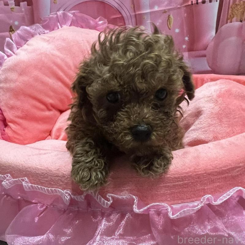 販売中の佐賀県のトイプードル-450297の2枚目