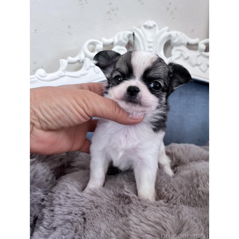 販売中の山口県のチワワ(ロングコート)-450298の3枚目