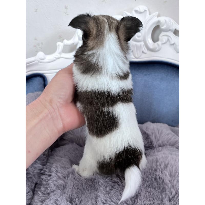 販売中の山口県のチワワ(ロングコート)-450298の2枚目