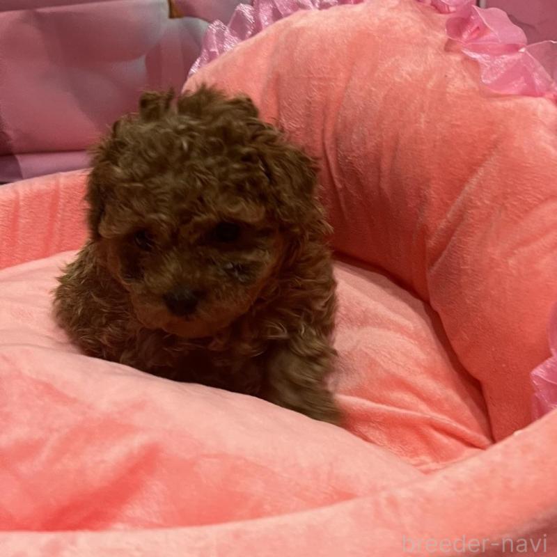 販売中の佐賀県のトイプードル-450299の6枚目