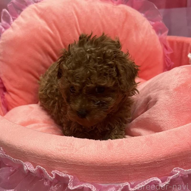 販売中の佐賀県のトイプードル-450299の5枚目