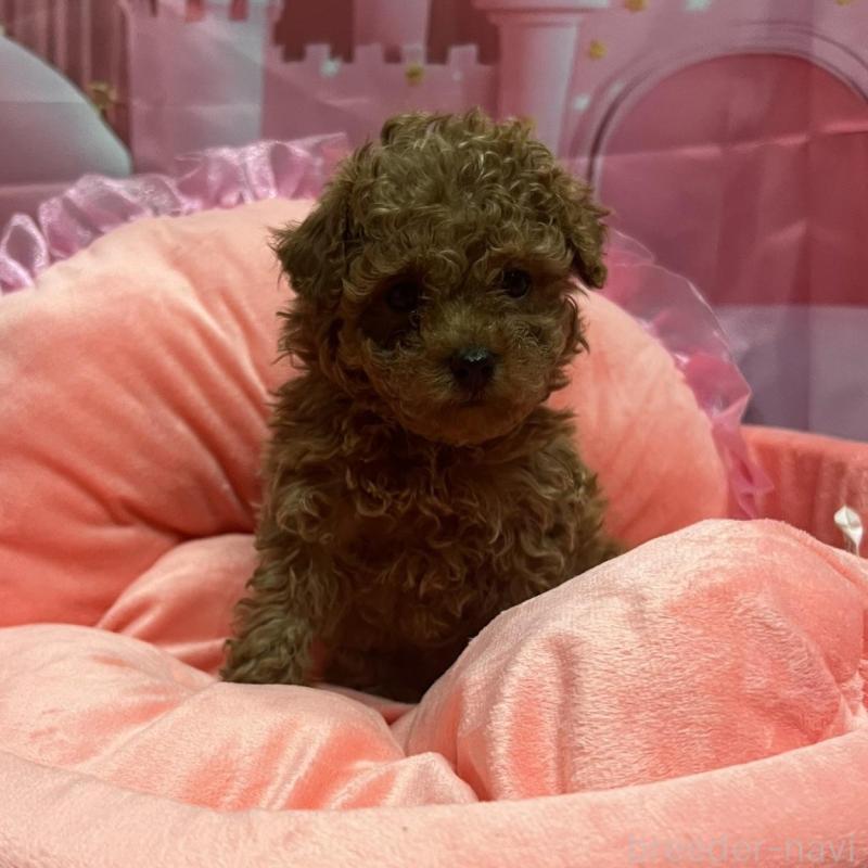 販売中の佐賀県のトイプードル-450299の4枚目