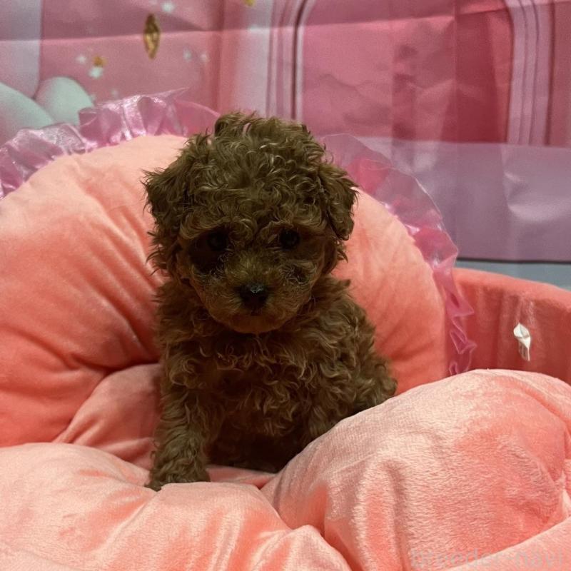 販売中の佐賀県のトイプードル-450299の3枚目