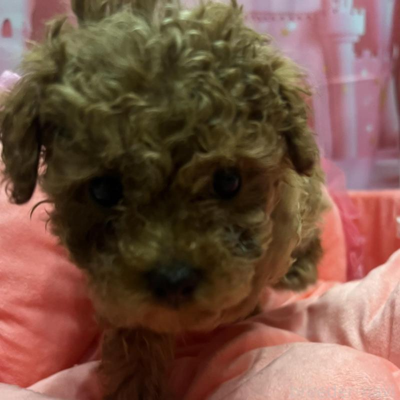 販売中の佐賀県のトイプードル-450299の2枚目