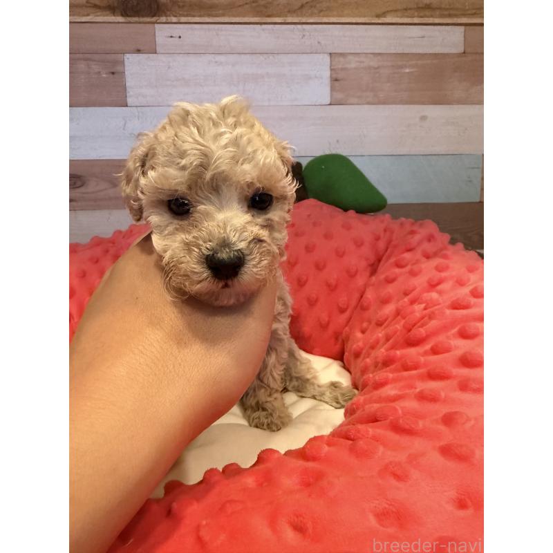 販売中の佐賀県のトイプードル-450300の2枚目