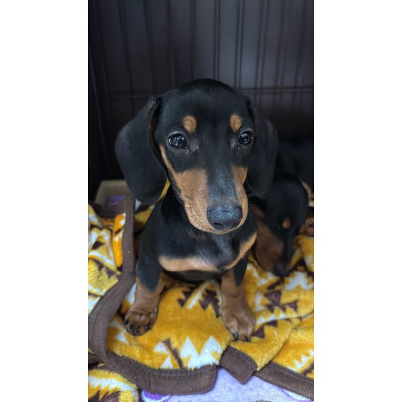 販売中の茨城県のミニチュアダックスフンド(スムースヘアード)-440537の1枚目