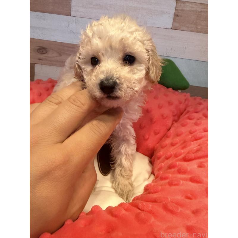 販売中の佐賀県のトイプードル-450302の3枚目