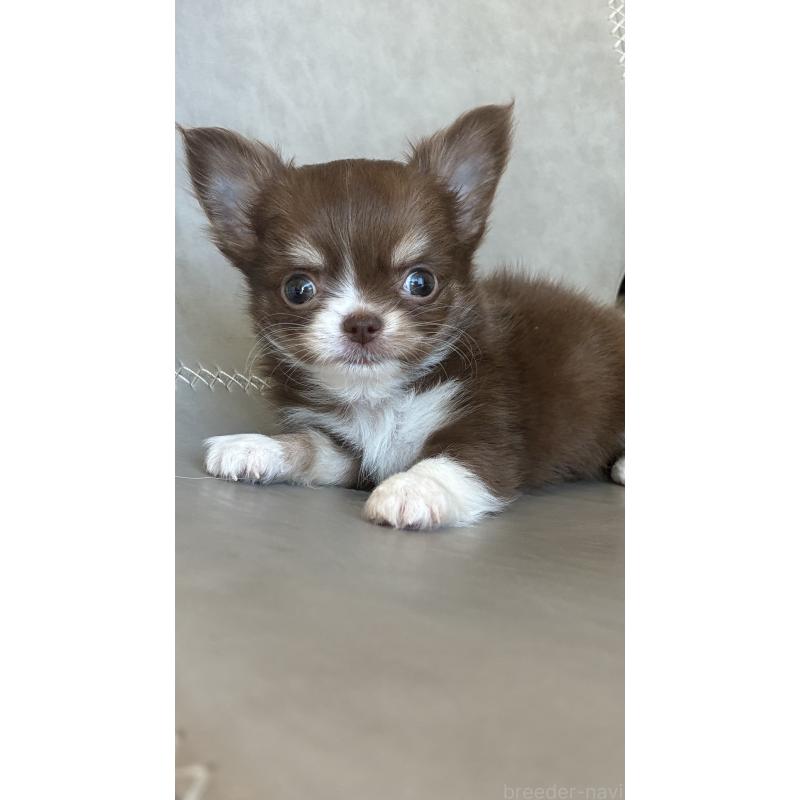 販売中の静岡県のチワワ(ロングコート)-450303の3枚目