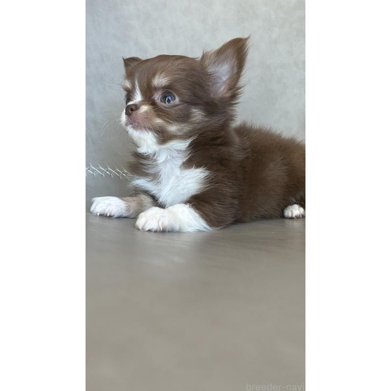 販売中の静岡県のチワワ(ロングコート)-450303の2枚目