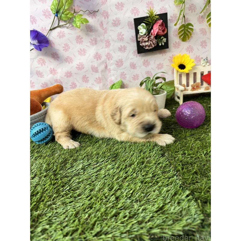 販売中の静岡県のゴールデンレトリーバー-450304の7枚目