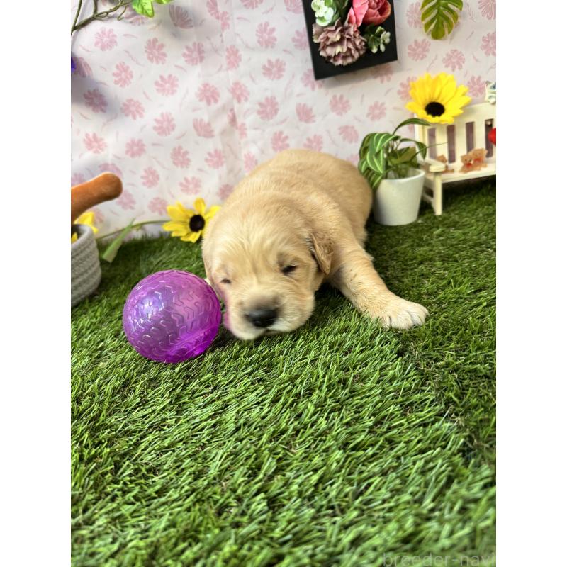 販売中の静岡県のゴールデンレトリーバー-450304の6枚目