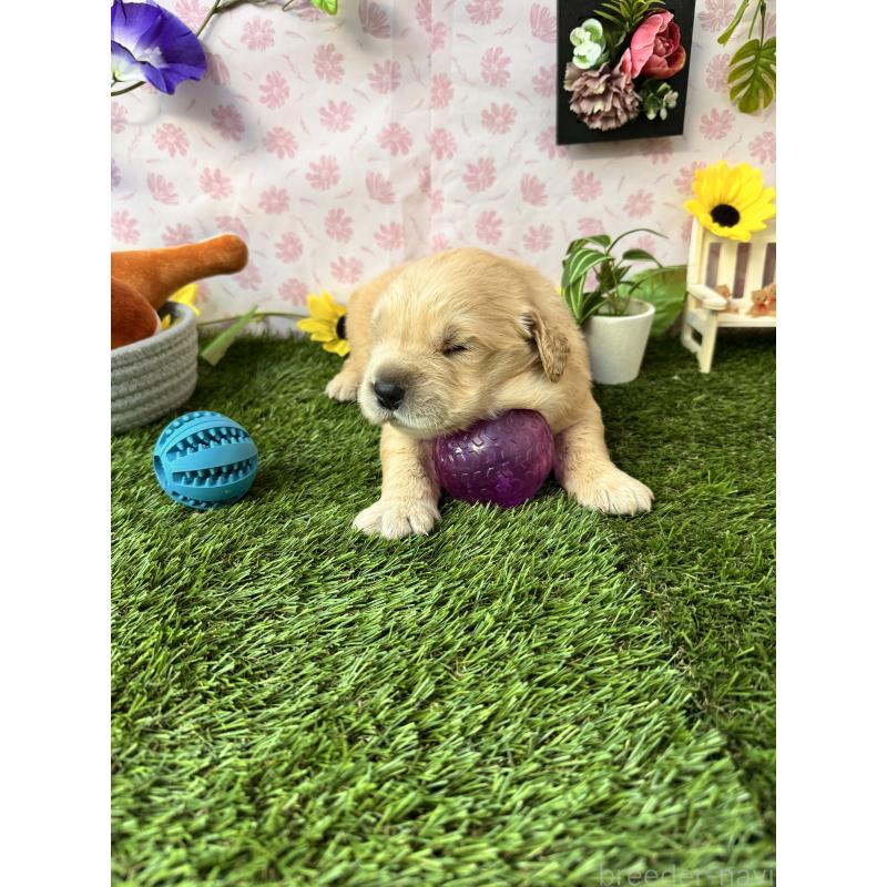 販売中の静岡県のゴールデンレトリーバー-450304の5枚目