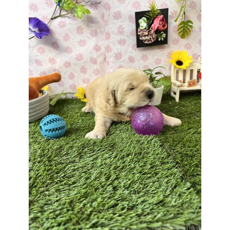 販売中の静岡県のゴールデンレトリーバー-450304の4枚目