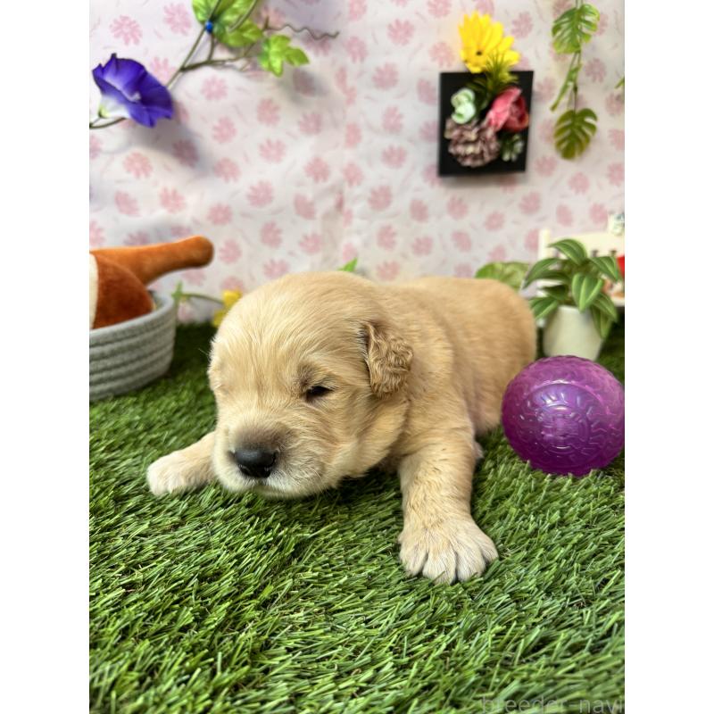 販売中の静岡県のゴールデンレトリーバー-450304の2枚目