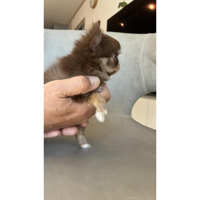 販売中の静岡県のチワワ(ロングコート)-450305の3枚目