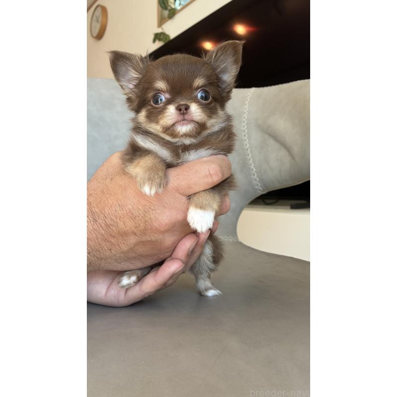 販売中の静岡県のチワワ(ロングコート)-450305の2枚目