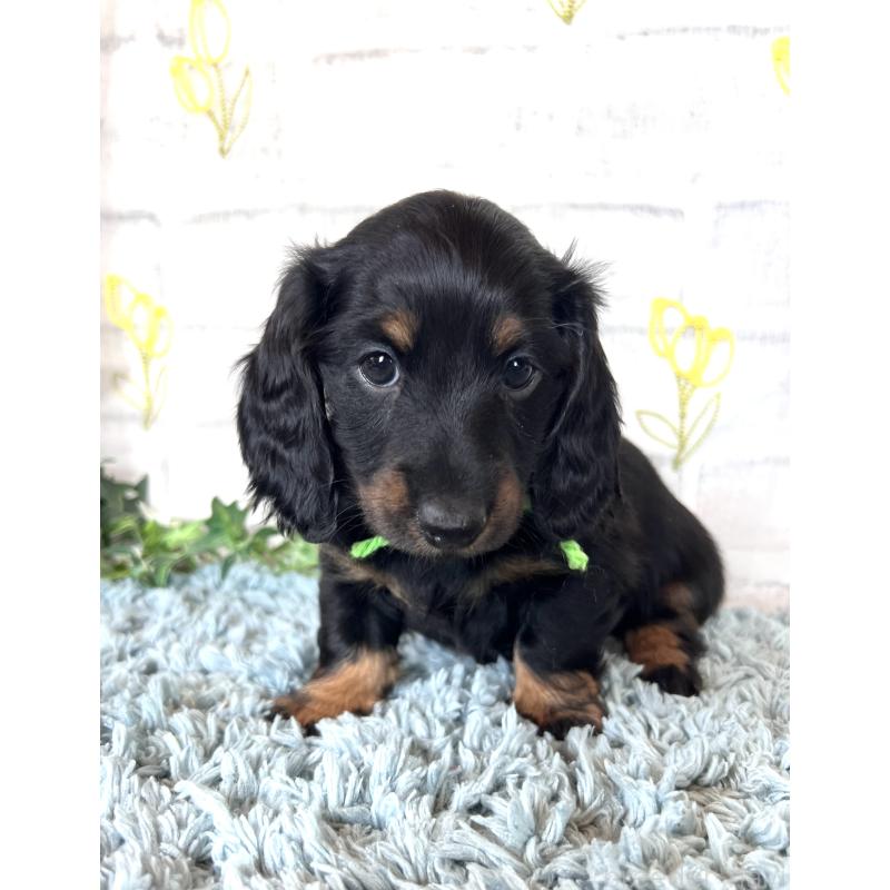 販売中の埼玉県のミニチュアダックスフンド(ロングヘアード)-450307の15枚目