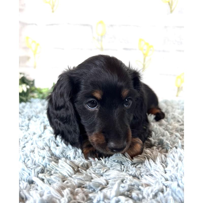 販売中の埼玉県のミニチュアダックスフンド(ロングヘアード)-450307の14枚目