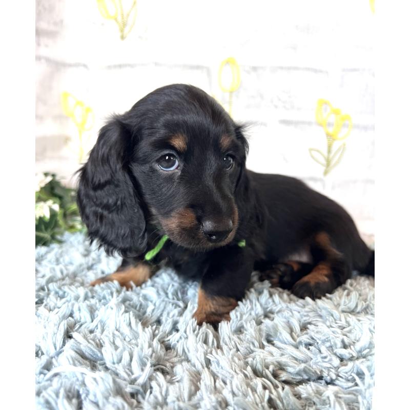 販売中の埼玉県のミニチュアダックスフンド(ロングヘアード)-450307の11枚目