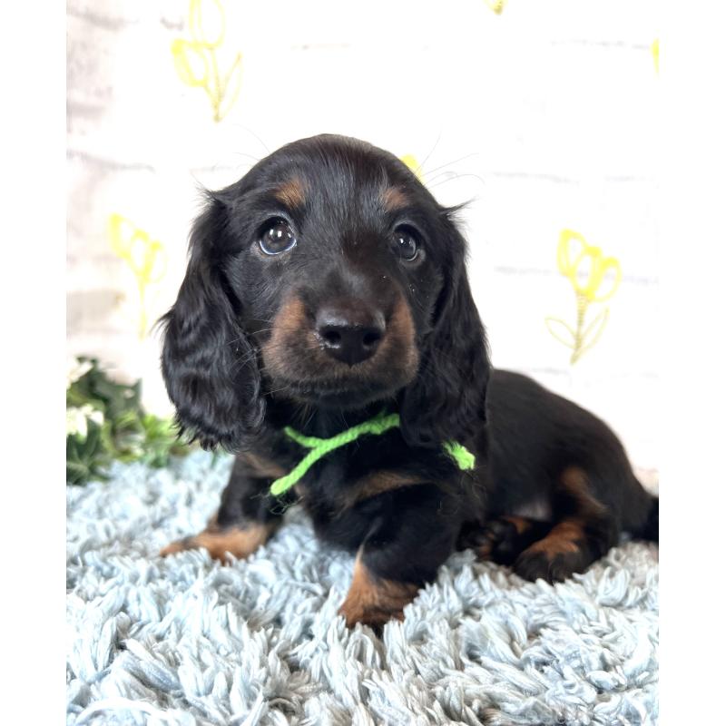 販売中の埼玉県のミニチュアダックスフンド(ロングヘアード)-450307の10枚目