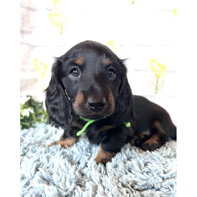 販売中の埼玉県のミニチュアダックスフンド(ロングヘアード)-450307の9枚目