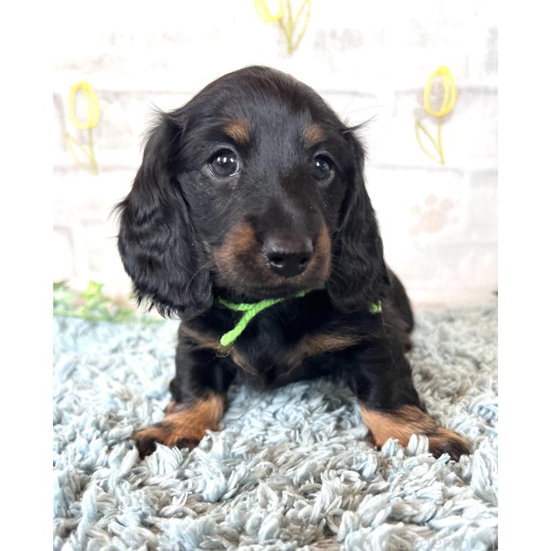 販売中の埼玉県のミニチュアダックスフンド(ロングヘアード)-450307の7枚目