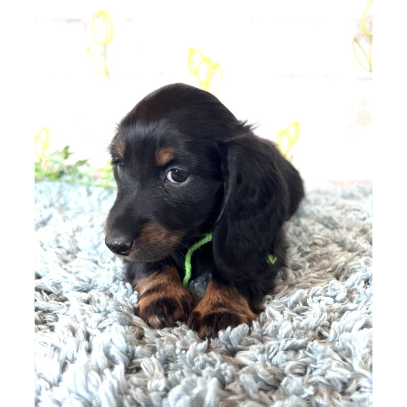 販売中の埼玉県のミニチュアダックスフンド(ロングヘアード)-450307の6枚目