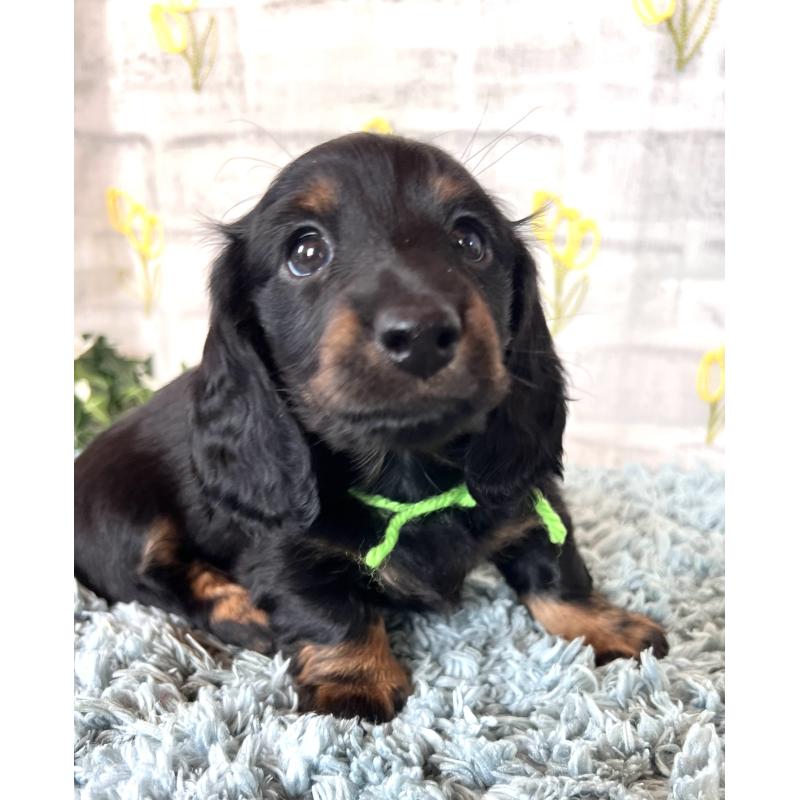 販売中の埼玉県のミニチュアダックスフンド(ロングヘアード)-450307の5枚目