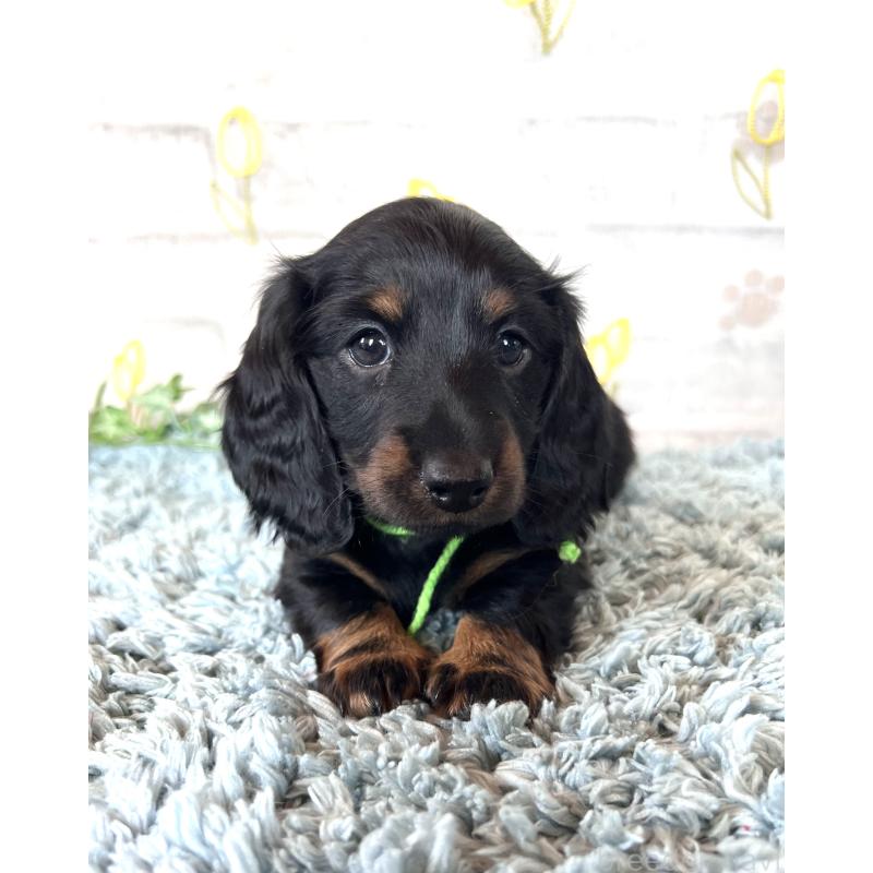 販売中の埼玉県のミニチュアダックスフンド(ロングヘアード)-450307の4枚目