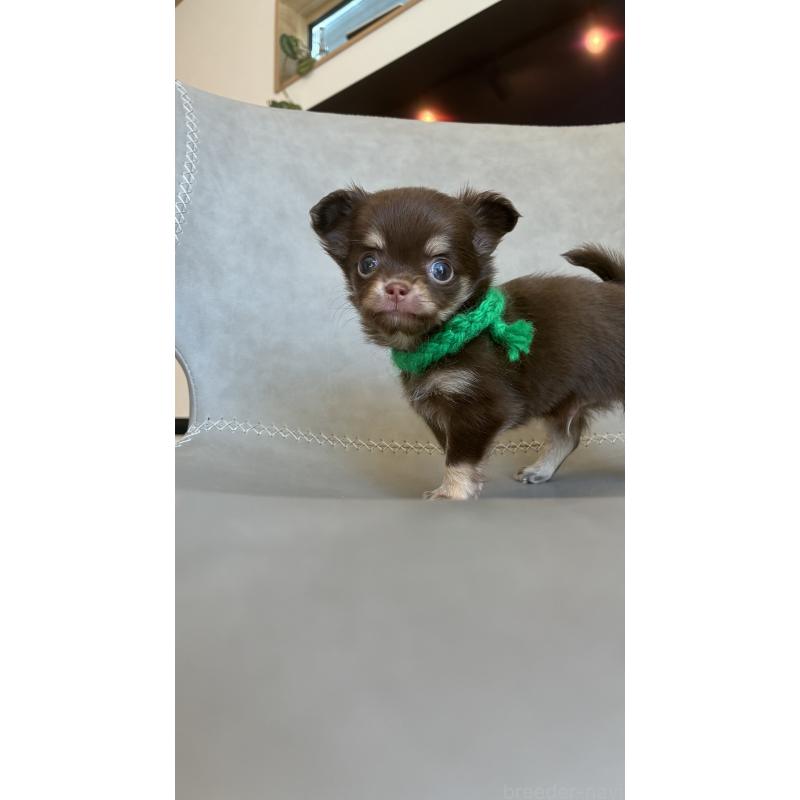 販売中の静岡県のチワワ(ロングコート)-450306の3枚目