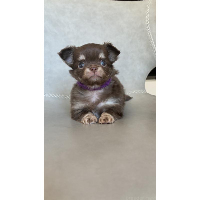 販売中の静岡県のチワワ(ロングコート)-450308の3枚目