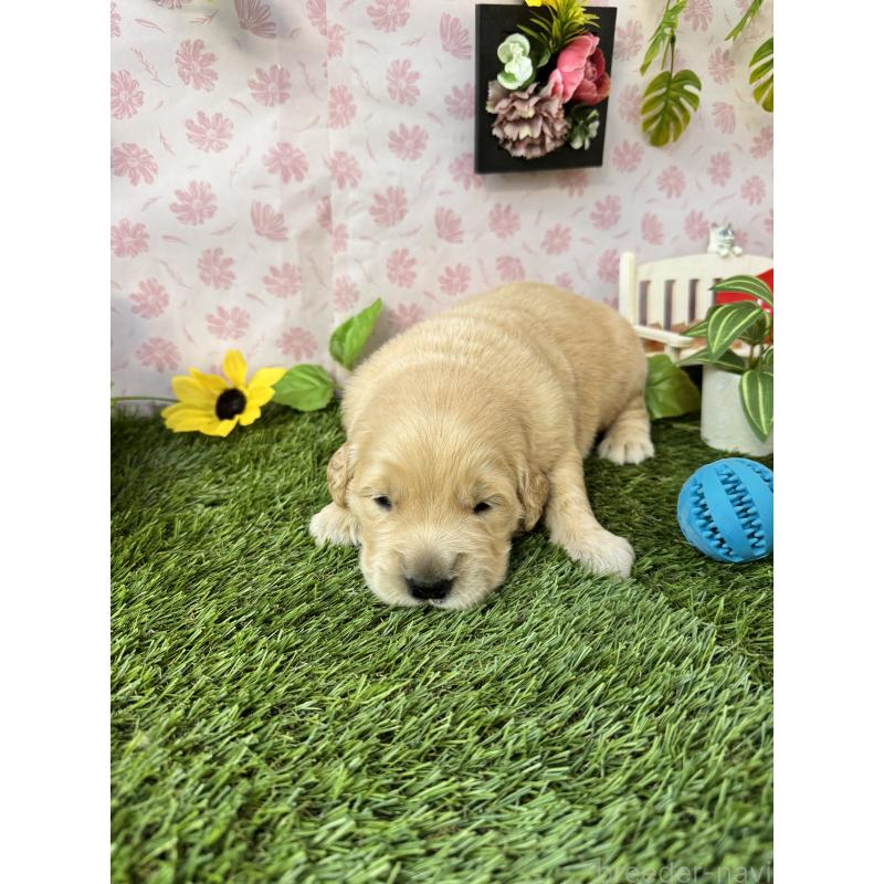 販売中の静岡県のゴールデンレトリーバー-450309の6枚目