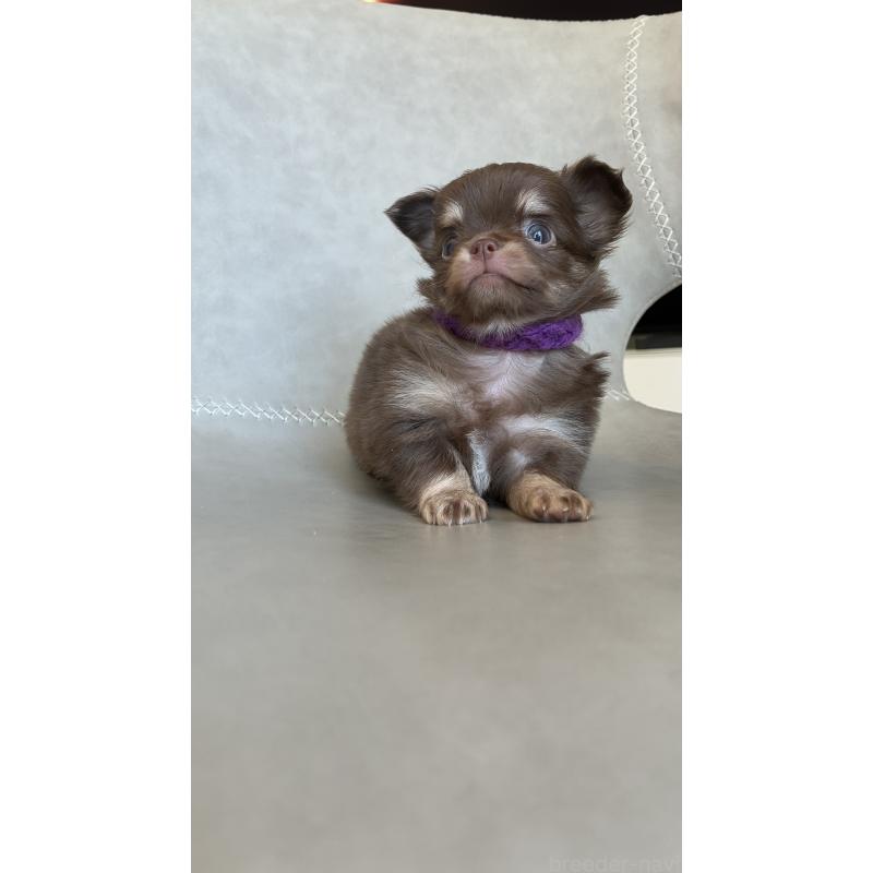 販売中の静岡県のチワワ(ロングコート)-450308の2枚目