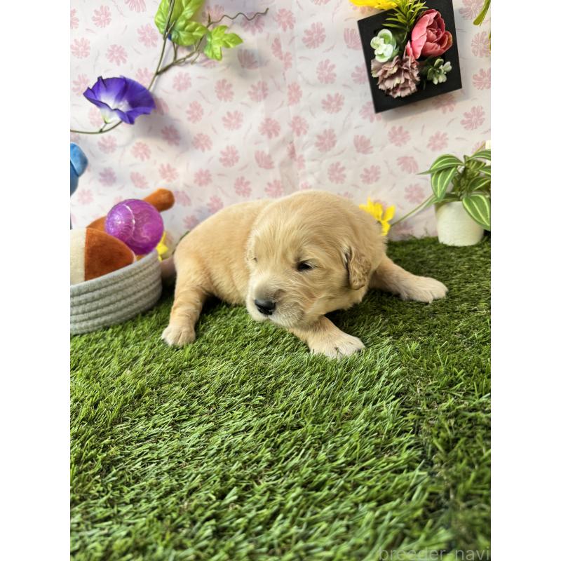 販売中の静岡県のゴールデンレトリーバー-450309の4枚目