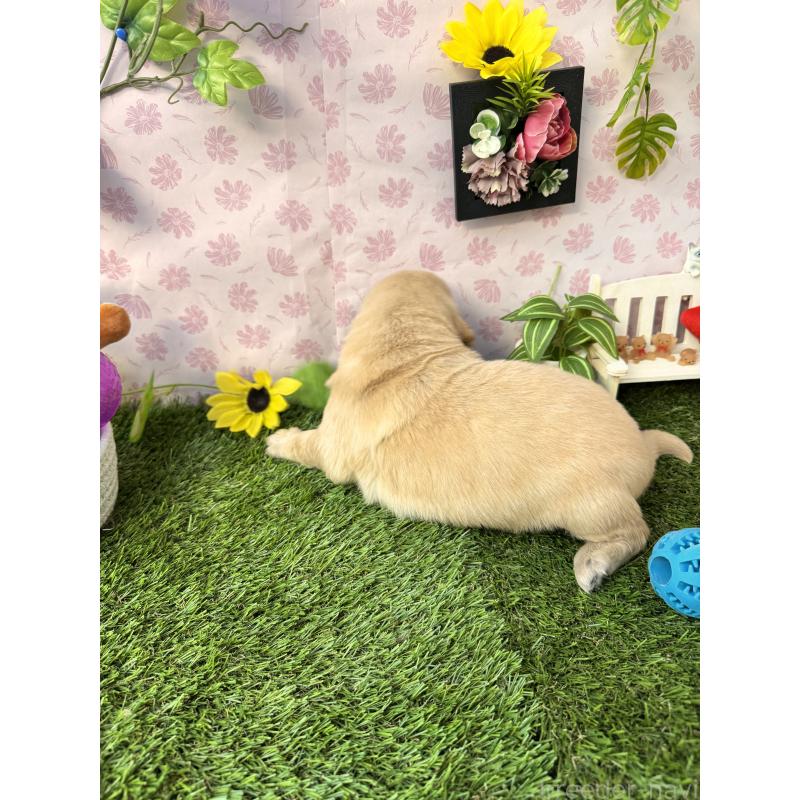 販売中の静岡県のゴールデンレトリーバー-450309の2枚目