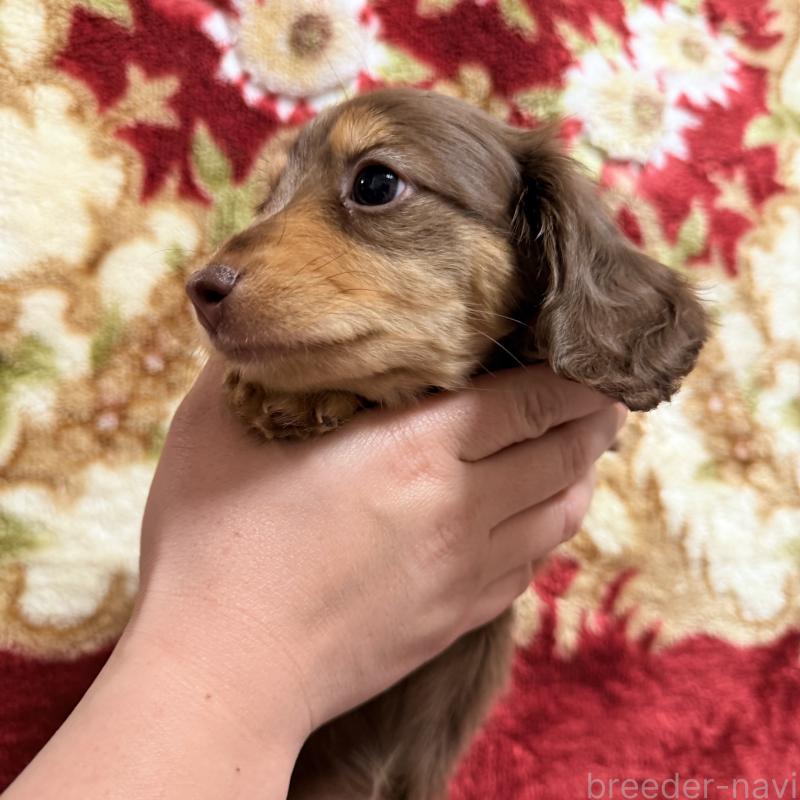 販売中の福岡県のカニンヘンダックスフンド(ロングヘアード)-450313の4枚目