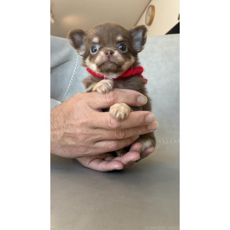 販売中の静岡県のチワワ(ロングコート)-450311の3枚目