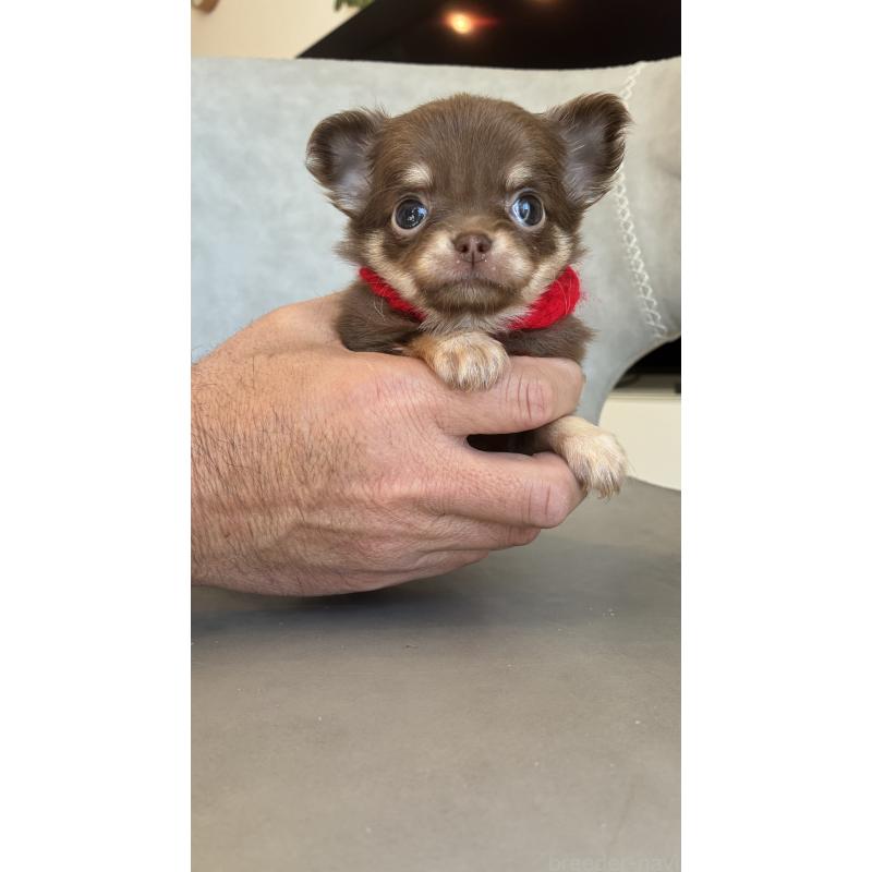 販売中の静岡県のチワワ(ロングコート)-450311の2枚目