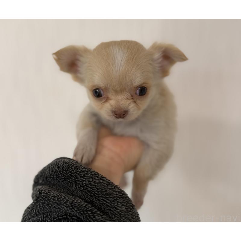 販売中の山梨県のチワワ(ロングコート)-450310の4枚目