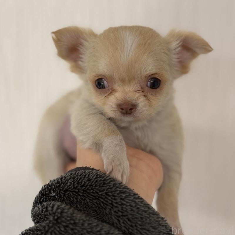 販売中の山梨県のチワワ(ロングコート)-450310の1枚目