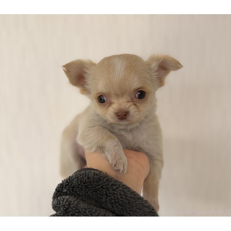 販売中の山梨県のチワワ(ロングコート)-450310の3枚目